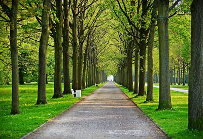 Empty road along trees in park