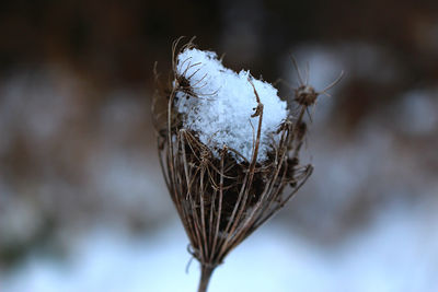 Snow cupped in a weed
