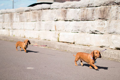 Two dachshunds going for a walk