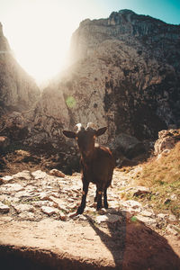 Dog standing on rock