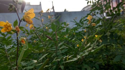 Close-up of flowers blooming outdoors