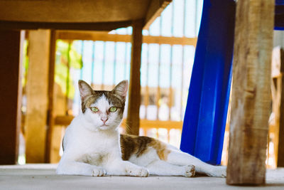 White and brown cat sleep on the floor and it will always look at me