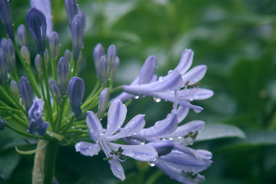 Close-up of water drops on purple flower