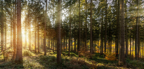 Pine trees in forest