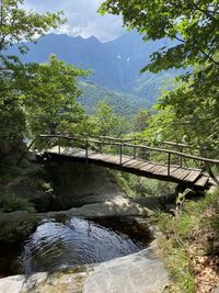 Footbridge over stream amidst trees in forest