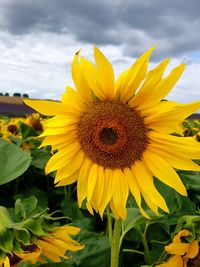 Close-up of fresh sunflower blooming in field against sky