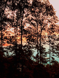 Low angle view of silhouette trees against sky during sunset