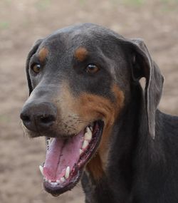 Close-up of dog looking away