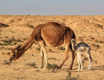 Camel with baby in the desert 
