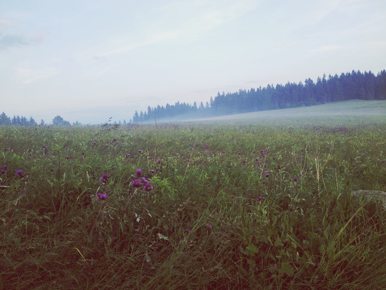 landscape, field, tranquil scene, sky, tranquility, beauty in nature, growth, scenics, nature, plant, flower, grass, rural scene, agriculture, cloud - sky, non-urban scene, horizon over land, idyllic, grassy, day