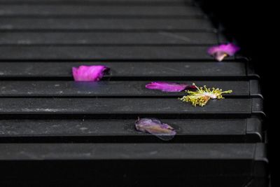 High angle view of pink flowering plant