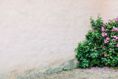 Flowering plants against wall