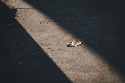 High angle view of an animal on road