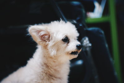 Close-up of a dog looking away