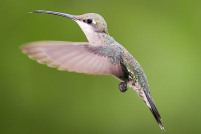 Close-up of bird flying