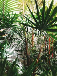 Low angle view of palm trees