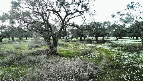 Scenic view of grassy field against sky