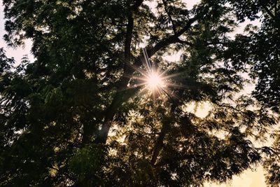 Low angle view of sunlight streaming through trees in forest