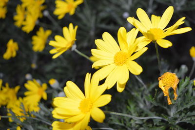 Close-up of yellow flowers