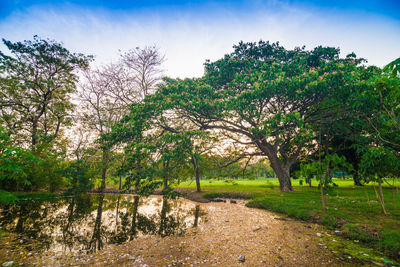 Trees growing on field against sky