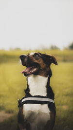 Dog looking away on grass against sky