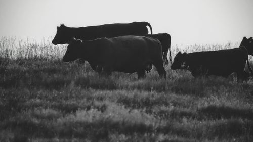 Horse grazing on grassy field