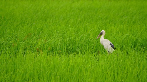 Side view of a bird on field