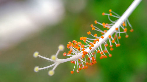 Close-up of red plant against blurred background