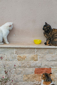 Cat sitting on wall