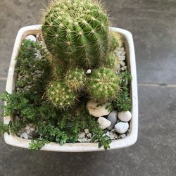 High angle view of succulent plants