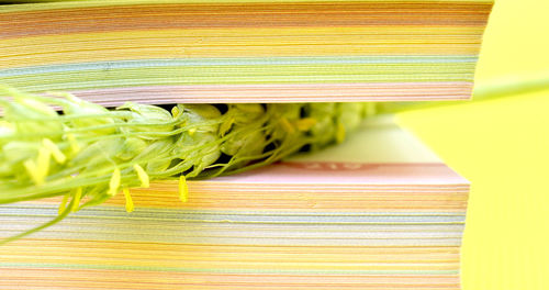 Close-up of food on table