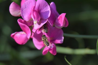 Close-up of bee on pink flowering plant