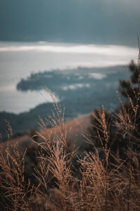Close-up of plants by sea against sky