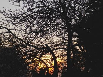 Low angle view of silhouette trees in forest against sky