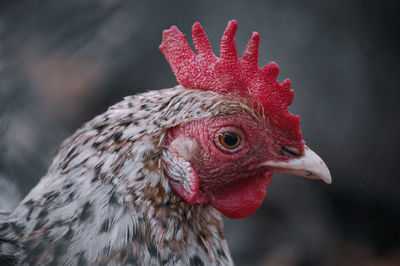 Close-up of rooster