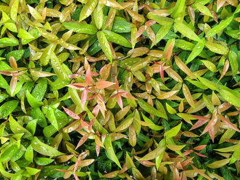 Full frame shot of fresh green leaves