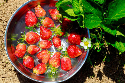 Close-up of strawberries in bowl