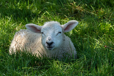 Four week old lamb low angle view portrait in green grass field