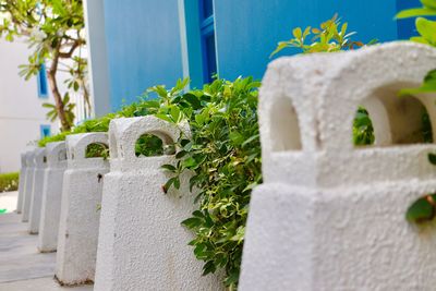 Close-up of potted plant against stone wall