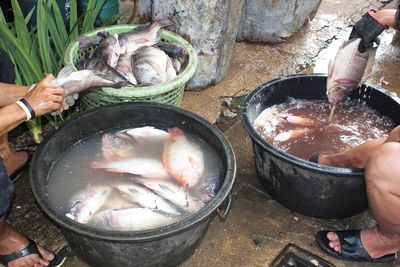 High angle view of fish in container