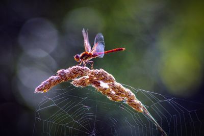 Close-up of spider on web