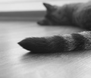 Close-up of cat lying on tiled floor