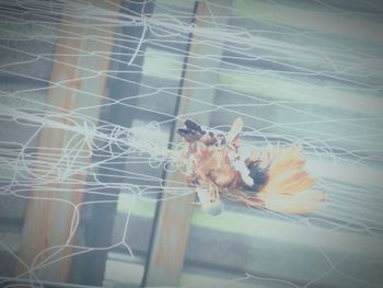 Close-up of spider on web