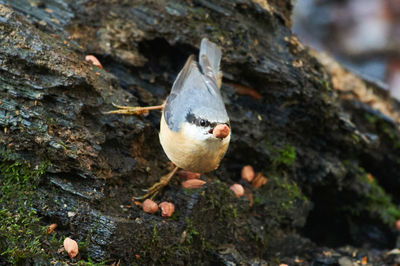 Nuthatch on tree with food