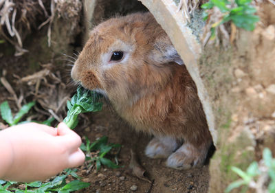 Close-up of hand feeding