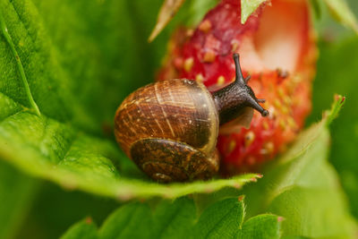 Close-up of snail on leaf