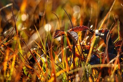 Close-up of insect on plant