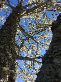 Low angle view of flower tree against sky