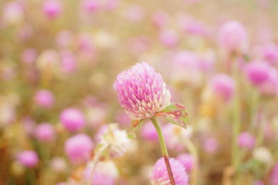 Close-up of pink flowering plant on field