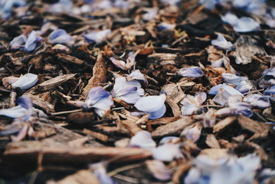 Full frame shot of dry leaves on land